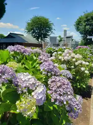 妙法寺(東京都)