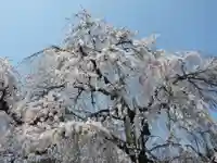 勝専寺(滋賀県)