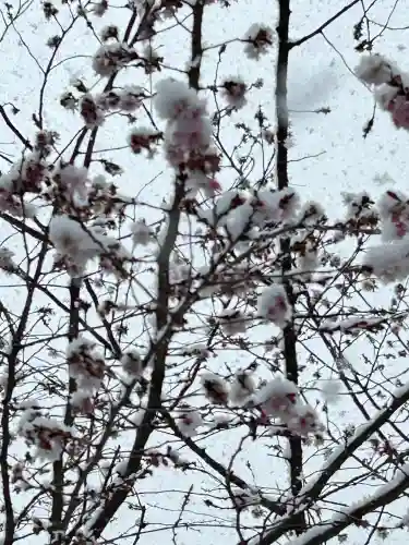 濃飛護國神社の{uncategorized: "未分類", other: "その他", undefined: "問題あり", building: "その他建物", grave: "お墓", sacred_gate: "鳥居", guardian: "狛犬", statue: "像", buddha: "仏像", history: "歴史", nature: "自然", garden: "庭園", animal: "動物", pagoda: "塔", temizu: "手水舎", mountain_gate: "山門・神門", sanctuary: "本殿・本堂", subordinate: "末社・摂社", art: "芸術", scenery: "景色", jizo: "地蔵", ema: "絵馬", goshuin: "御朱印", omikuji: "おみくじ", items: "授与品その他", amulet: "お守り", goshuincho: "御朱印帳", eats: "食事", festival: "お祭り", votive_dance: "神楽", shichigosan: "七五三参", wedding: "結婚式", experience: "体験その他", initially: "初詣", around: "周辺", anti_infection: "感染症対策"}