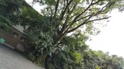 西四条斎宮 西院野々宮神社(春日神社御旅所)の自然