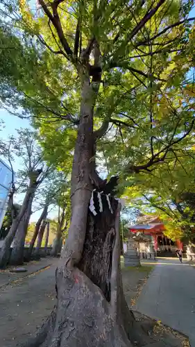 戸部杉山神社の自然