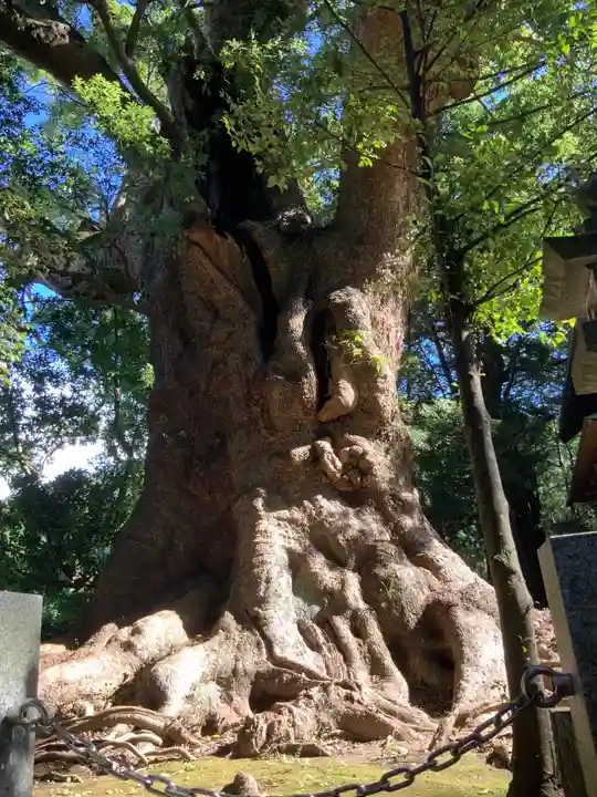 川津来宮神社の自然