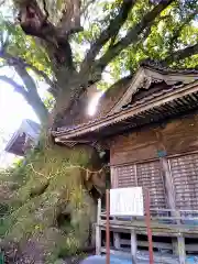 釜屋神社の自然