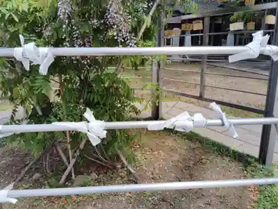 屋島寺のおみくじ
