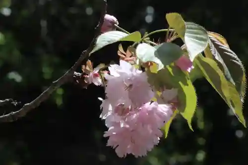 国宝 大法寺の自然