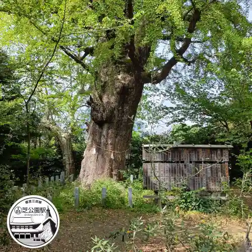 芝東照宮の自然