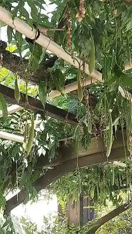 西方山極楽寺の自然