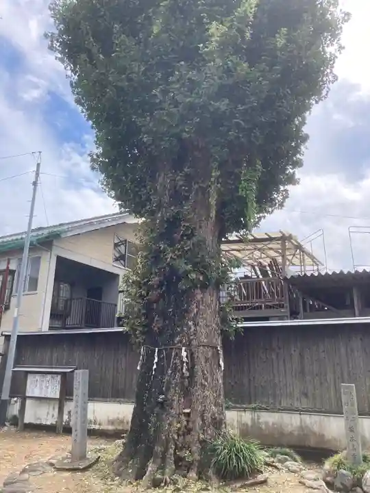 八幡神社の自然