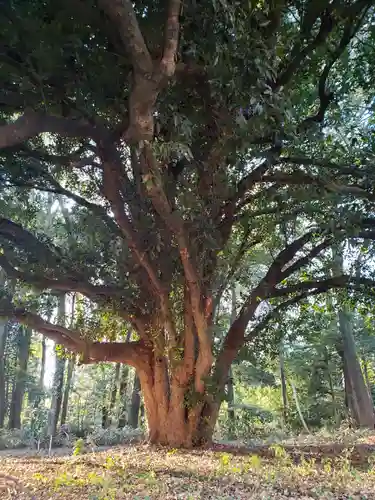 明治神宮の自然