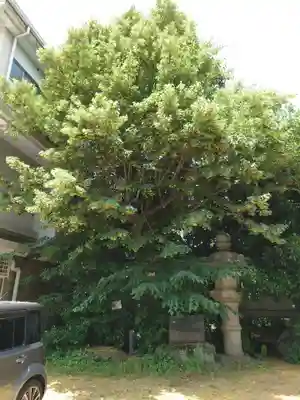 深澤神社の自然
