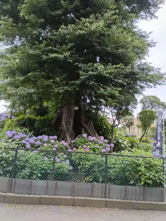 白山神社(東京都)