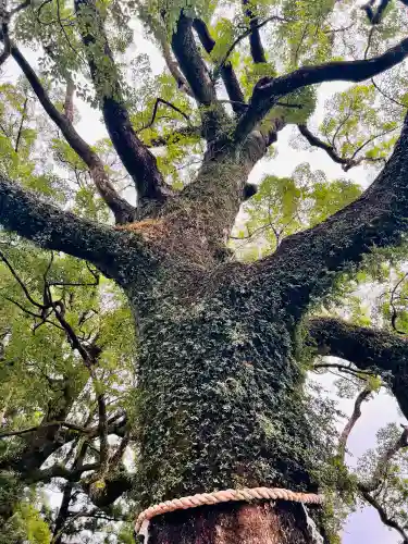 熊野那智大社の{uncategorized: "未分類", other: "その他", undefined: "問題あり", building: "その他建物", grave: "お墓", sacred_gate: "鳥居", guardian: "狛犬", statue: "像", buddha: "仏像", history: "歴史", nature: "自然", garden: "庭園", animal: "動物", pagoda: "塔", temizu: "手水舎", mountain_gate: "山門・神門", sanctuary: "本殿・本堂", subordinate: "末社・摂社", art: "芸術", scenery: "景色", jizo: "地蔵", ema: "絵馬", goshuin: "御朱印", omikuji: "おみくじ", items: "授与品その他", amulet: "お守り", goshuincho: "御朱印帳", eats: "食事", festival: "お祭り", votive_dance: "神楽", shichigosan: "七五三参", wedding: "結婚式", experience: "体験その他", initially: "初詣", around: "周辺", anti_infection: "感染症対策"}
