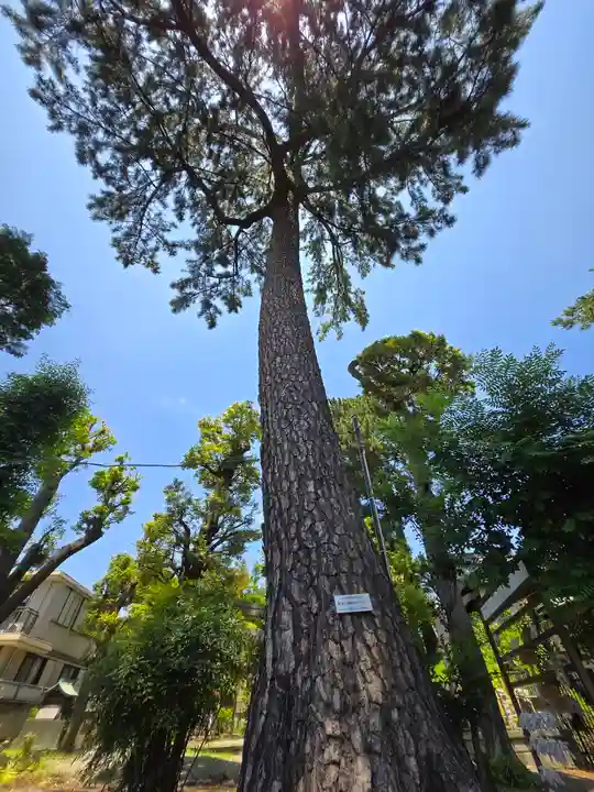 駒留八幡神社(東京都)