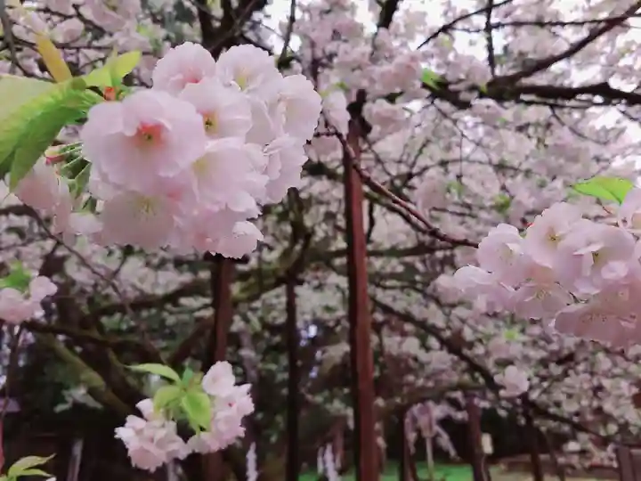 伊佐須美神社の自然