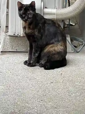 保利神社(大阪府)