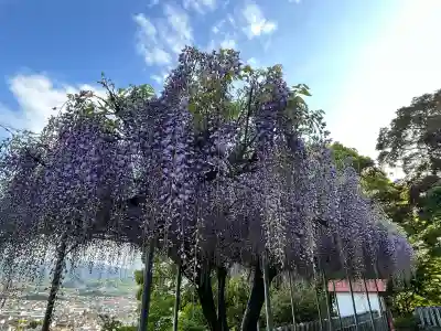 高野口八幡神社の{uncategorized: "未分類", other: "その他", undefined: "問題あり", building: "その他建物", grave: "お墓", sacred_gate: "鳥居", guardian: "狛犬", statue: "像", buddha: "仏像", history: "歴史", nature: "自然", garden: "庭園", animal: "動物", pagoda: "塔", temizu: "手水舎", mountain_gate: "山門・神門", sanctuary: "本殿・本堂", subordinate: "末社・摂社", art: "芸術", scenery: "景色", jizo: "地蔵", ema: "絵馬", goshuin: "御朱印", omikuji: "おみくじ", items: "授与品その他", amulet: "お守り", goshuincho: "御朱印帳", eats: "食事", festival: "お祭り", votive_dance: "神楽", shichigosan: "七五三参", wedding: "結婚式", experience: "体験その他", initially: "初詣", around: "周辺", anti_infection: "感染症対策"}
