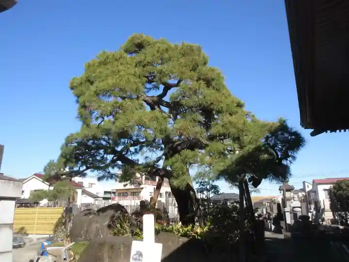 安養院(東京都)