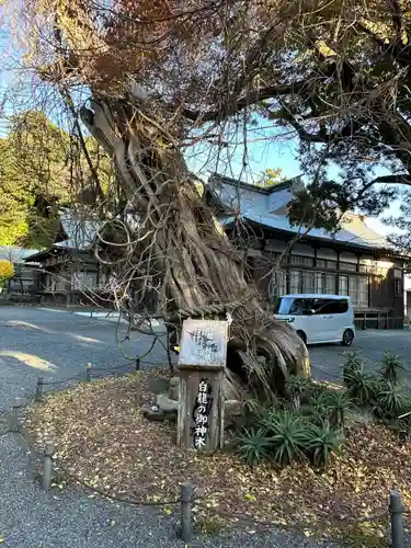 伊古奈比咩命神社(静岡県)