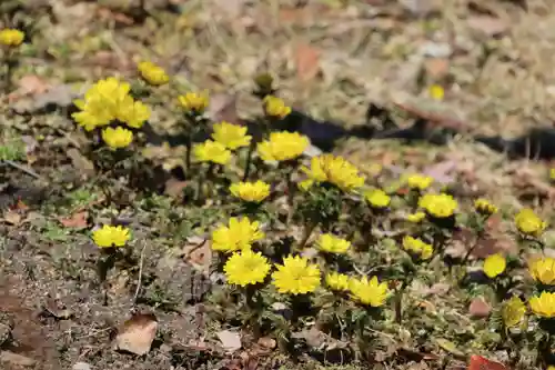 三春大神宮の自然