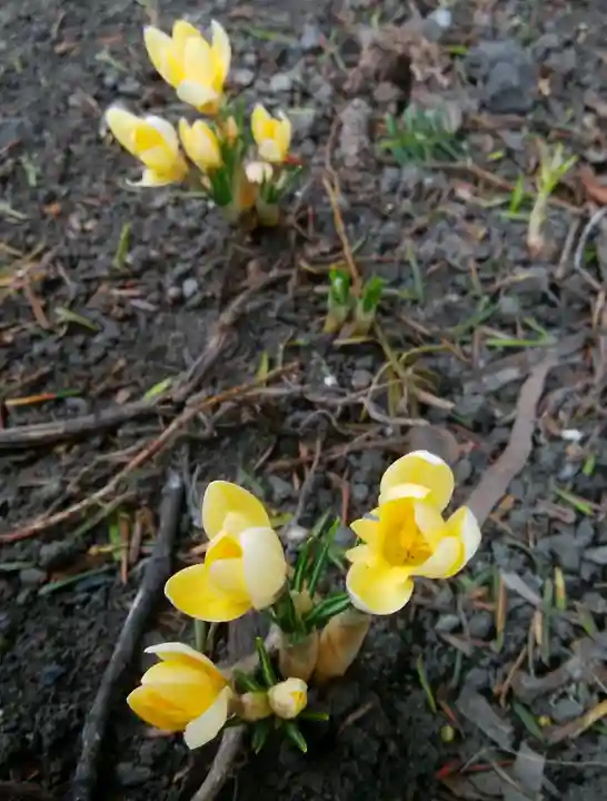 札幌諏訪神社の自然