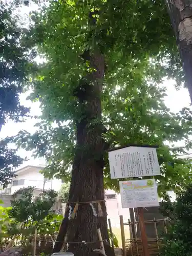 戸越八幡神社の自然