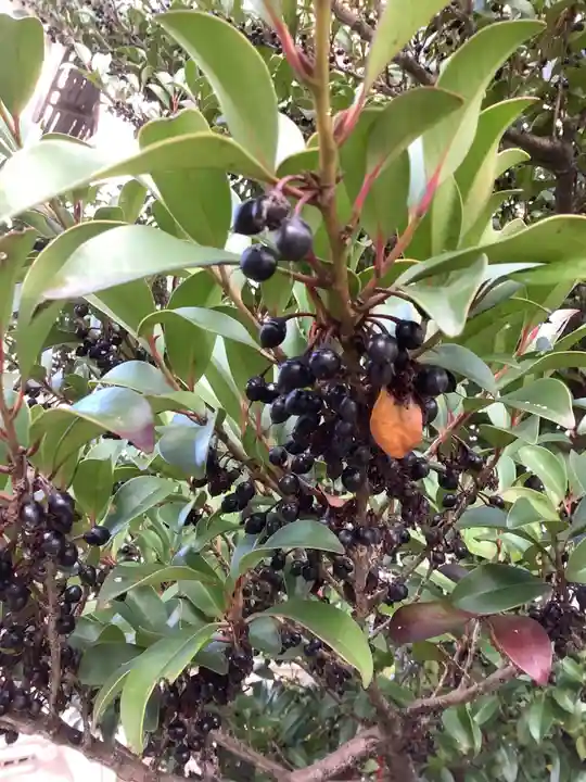 三輪神社の自然
