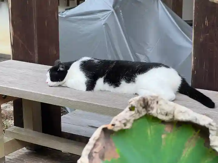 平等寺(三輪山平等寺)の動物