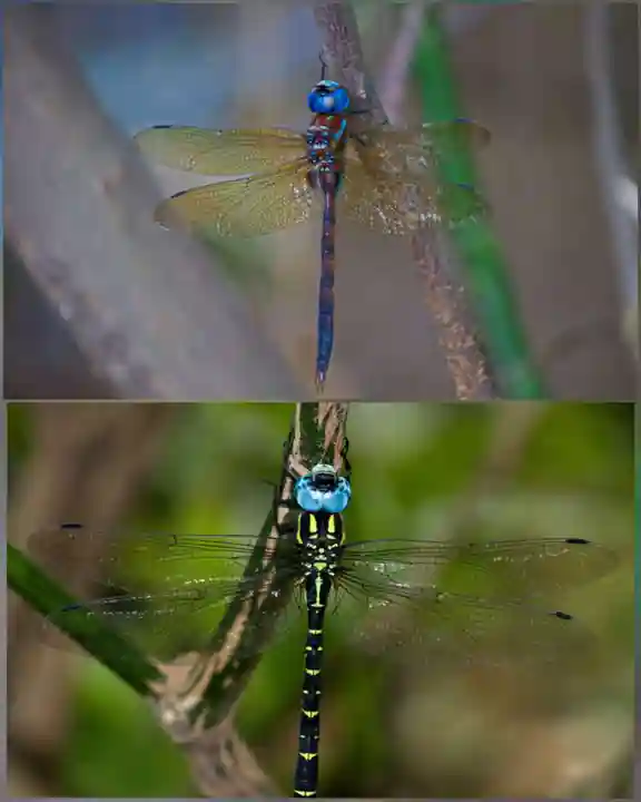 石神井氷川神社の動物