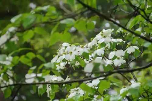 阿久津「田村神社」（郡山市阿久津町）旧社名：伊豆箱根三嶋三社の自然