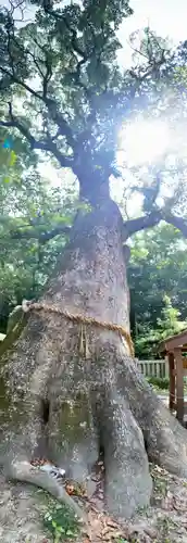 伊弉諾神宮の自然