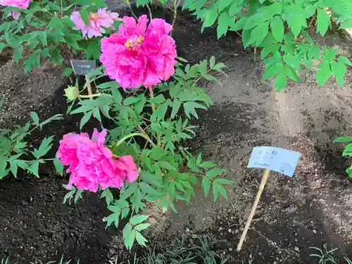 上野東照宮の自然