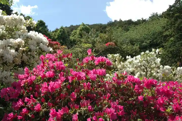 五大尊堂(長徳寺)の自然