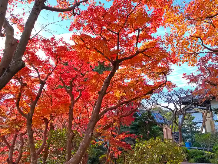 華厳寺(鈴虫寺)の自然