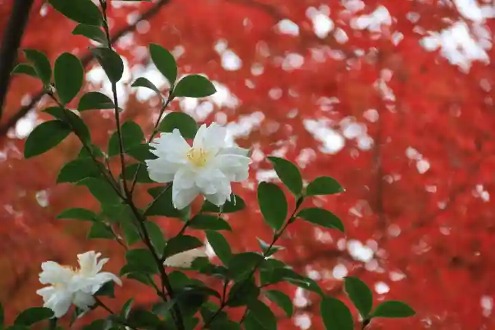 愛宕神社の庭園