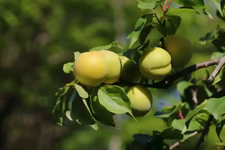 開成山大神宮の自然