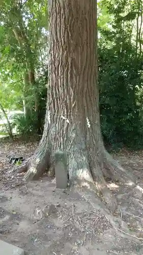 茂原八幡神社の自然