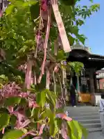 桜神宮の{uncategorized: "未分類", other: "その他", undefined: "問題あり", building: "その他建物", grave: "お墓", sacred_gate: "鳥居", guardian: "狛犬", statue: "像", buddha: "仏像", history: "歴史", nature: "自然", garden: "庭園", animal: "動物", pagoda: "塔", temizu: "手水舎", mountain_gate: "山門・神門", sanctuary: "本殿・本堂", subordinate: "末社・摂社", art: "芸術", scenery: "景色", jizo: "地蔵", ema: "絵馬", goshuin: "御朱印", omikuji: "おみくじ", items: "授与品その他", amulet: "お守り", goshuincho: "御朱印帳", eats: "食事", festival: "お祭り", votive_dance: "神楽", shichigosan: "七五三参", wedding: "結婚式", experience: "体験その他", initially: "初詣", around: "周辺", anti_infection: "感染症対策"}