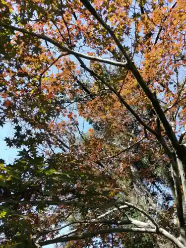 間々田八幡宮の自然