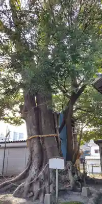 熊野神社の自然