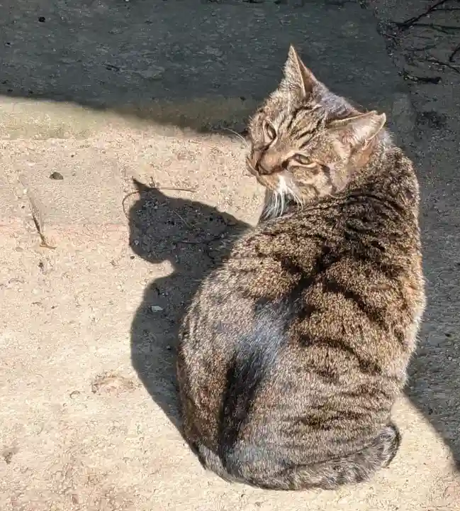 阿邪訶根神社の{uncategorized: "未分類", other: "その他", undefined: "問題あり", building: "その他建物", grave: "お墓", sacred_gate: "鳥居", guardian: "狛犬", statue: "像", buddha: "仏像", history: "歴史", nature: "自然", garden: "庭園", animal: "動物", pagoda: "塔", temizu: "手水舎", mountain_gate: "山門・神門", sanctuary: "本殿・本堂", subordinate: "末社・摂社", art: "芸術", scenery: "景色", jizo: "地蔵", ema: "絵馬", goshuin: "御朱印", omikuji: "おみくじ", items: "授与品その他", amulet: "お守り", goshuincho: "御朱印帳", eats: "食事", festival: "お祭り", votive_dance: "神楽", shichigosan: "七五三参", wedding: "結婚式", experience: "体験その他", initially: "初詣", around: "周辺", anti_infection: "感染症対策"}