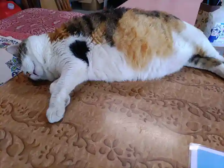 賀茂別雷神社(栃木県)