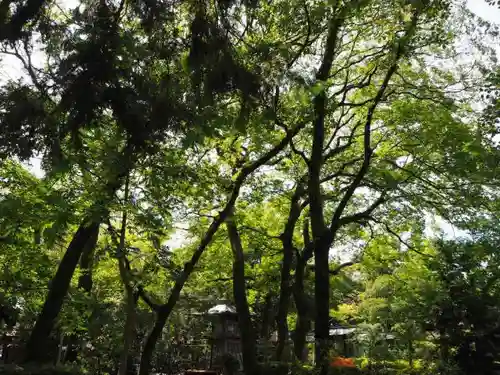 大井神社の自然