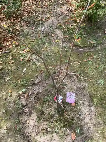 若宮神明社の自然