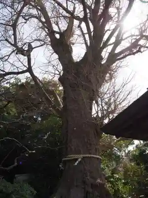 荏柄天神社(神奈川県)
