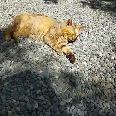 小野照崎神社の動物