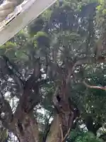 三嶋神社(茨城県)