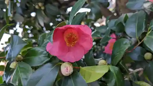 妙蓮寺(京都府)