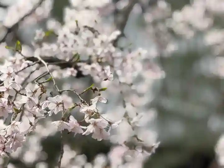 中院の{uncategorized: "未分類", other: "その他", undefined: "問題あり", building: "その他建物", grave: "お墓", sacred_gate: "鳥居", guardian: "狛犬", statue: "像", buddha: "仏像", history: "歴史", nature: "自然", garden: "庭園", animal: "動物", pagoda: "塔", temizu: "手水舎", mountain_gate: "山門・神門", sanctuary: "本殿・本堂", subordinate: "末社・摂社", art: "芸術", scenery: "景色", jizo: "地蔵", ema: "絵馬", goshuin: "御朱印", omikuji: "おみくじ", items: "授与品その他", amulet: "お守り", goshuincho: "御朱印帳", eats: "食事", festival: "お祭り", votive_dance: "神楽", shichigosan: "七五三参", wedding: "結婚式", experience: "体験その他", initially: "初詣", around: "周辺", anti_infection: "感染症対策"}