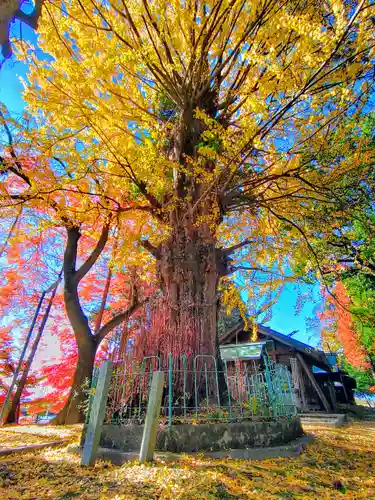 鞆江神社（明地）の自然
