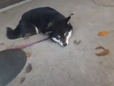 上目黒氷川神社(東京都)